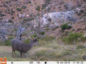 Guide Trail Cam Pics