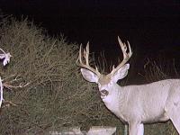 Guide Trail Cam Pics