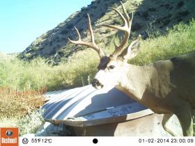 Guide Trail Cam Pics