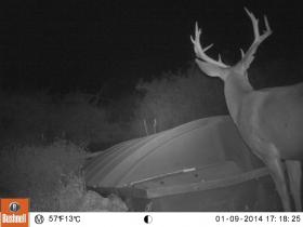 Guide Trail Cam Pics
