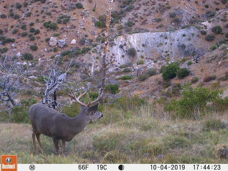 Guide Trail Cam Pics
