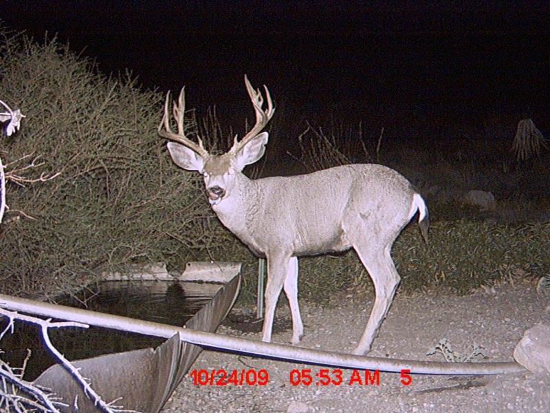 Guide Trail Cam Pics