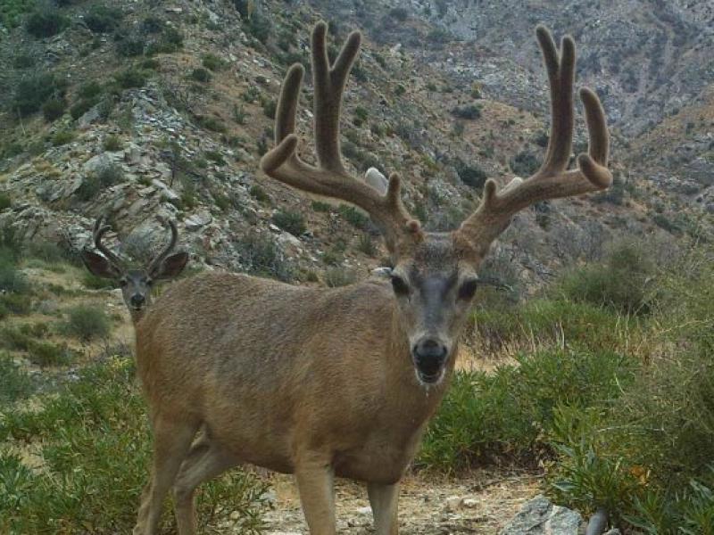 Guide Trail Cam Pics