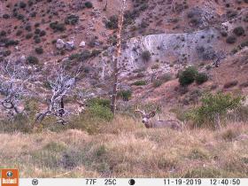 Guide Trail Cam Pics