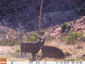 Guide Trail Cam Pics