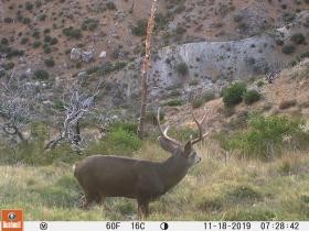 Guide Trail Cam Pics
