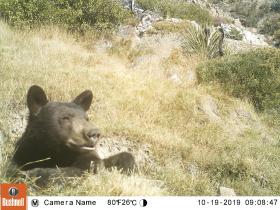 Guide Trail Cam Pics