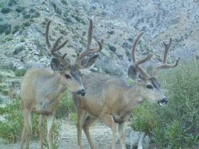 Guide Trail Cam Pics