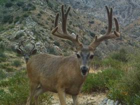 Guide Trail Cam Pics