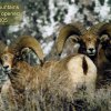 63_whitemountain rams