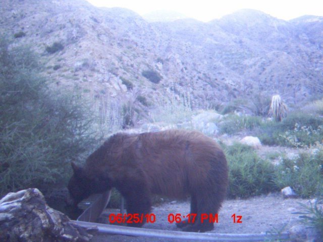 Trail Cam Pics