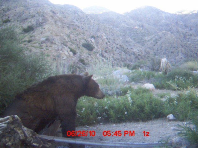 Trail Cam Pics