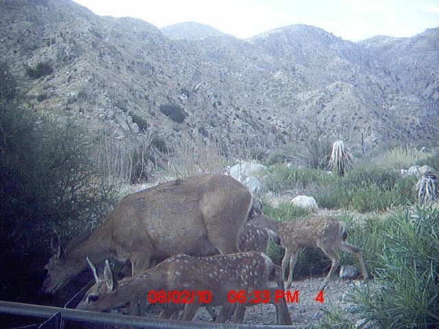 Trail Cam Pics