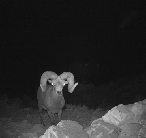 Trail Cam Pics