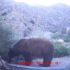 Trail Cam Pics