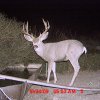 Trail Cam Pics