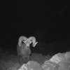 Trail Cam Pics